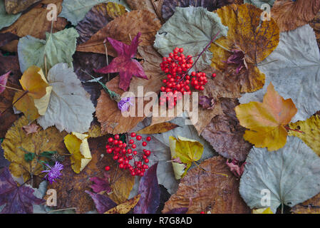composition based on fallen leaves and red autumn berries. Stock Photo