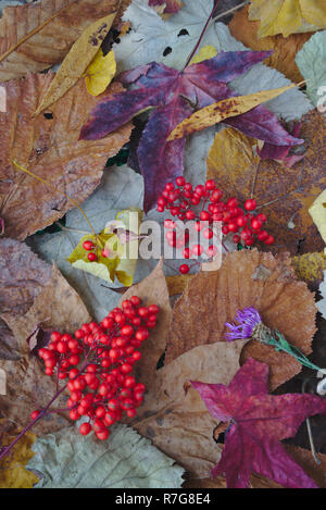 composition based on fallen leaves and red autumn berries. Stock Photo
