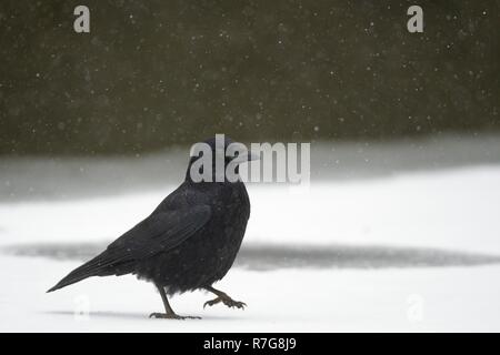 Carrion crow (Corvus corone) walking on frozen lake surface in falling snow, Wiltshire, UK, February. Stock Photo