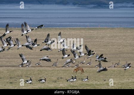 Barnacle geese (Branta leucopsis) taking off as a hunting Red fox (Vulpes vulpes) walks across the saltmarsh they were resting on, Severn estuary, UK Stock Photo