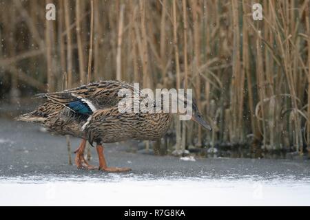 Mallard (Anas platyrhynchos) female walking on snow covered frozen lake near a reed bed in falling snow, Wiltshire, UK, March. Stock Photo