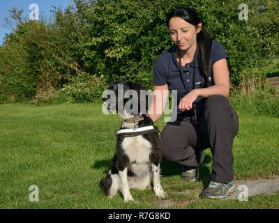 Nikki Glover of Wessex Water with sniffer dog Freya poised to seek Great crested newts (Triturus cristatus) during a training exercise, Somerset, UK. Stock Photo