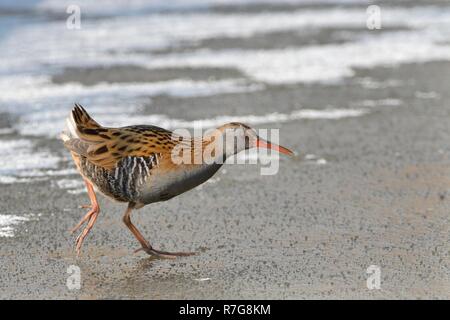 Water rail (Rallus aquaticus) walking across a frozen, snow dusted pond, Gloucestershire, UK, February. Stock Photo