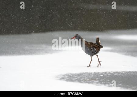 Water rail (Rallus aquaticus) walking on frozen, snow covered lake surface in falling snow, Wiltshire, UK, March. Stock Photo