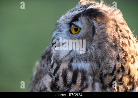 Portrait of European eagle-owl with orange eyes, also known as the Eurasian eagle owl. Stock Photo