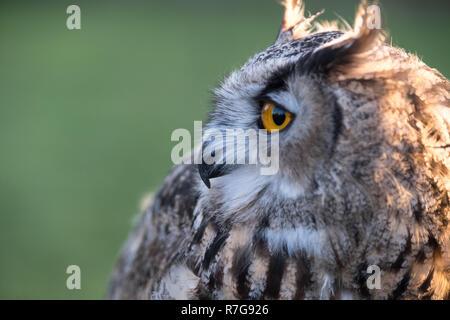 Portrait of European eagle-owl with orange eyes, also known as the Eurasian eagle owl. Stock Photo