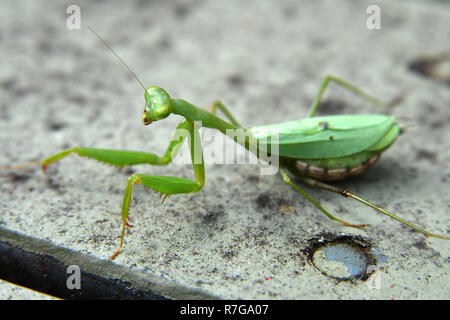 pregnant praying mantis in my garden Stock Photo