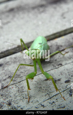pregnant praying mantis in my garden Stock Photo