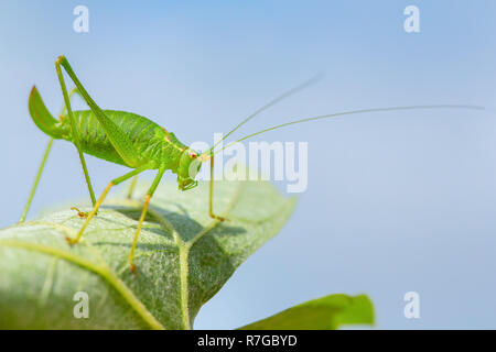 Green grasshopper insect with long legs and feelers on leaf with sky Stock Photo