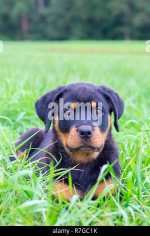 Portrait of young rottweiler dog lying in grass field Stock Photo