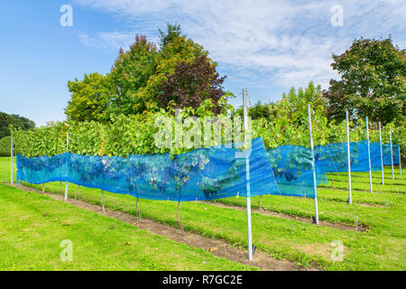 Rows of blue grape plants with protection nets in european vineyard Stock Photo
