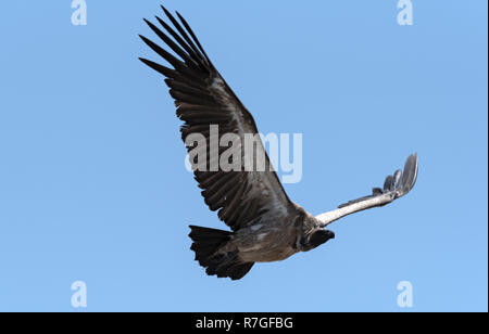 a white-backed vulture in flight, botswana, africa Stock Photo