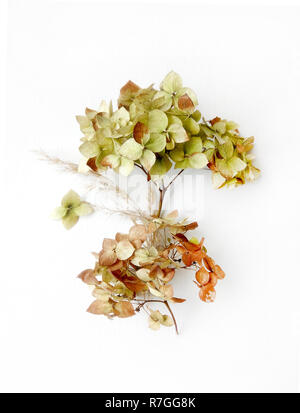 Dried Hydrangea flowers isolated elements on White Background with Real Shadow. Close up with Space for Text. Top View Image of Garden Flowers. Stock Photo