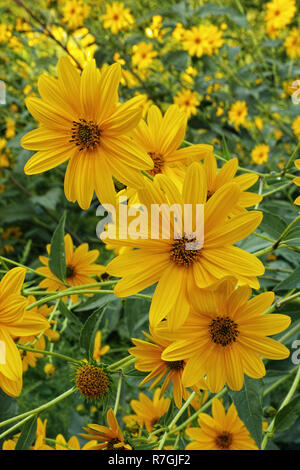 jerusalem artichoke, its yellow flowerheads Stock Photo