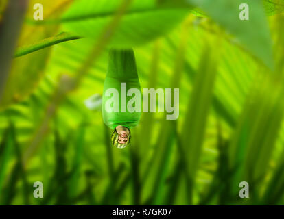 Human insect in a watermelon helmet hanging upside down amoung green plants, idea Stock Photo