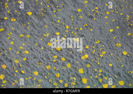 Vegetation patterns on black sand beach near Bakki, Iceland Stock Photo