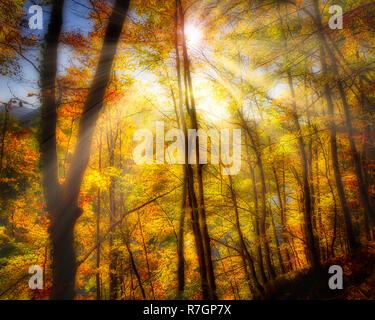 DE - BAVARIA: Autumnal Kalvarienberg Forest at Bad Toelz  (HDR-Image) Stock Photo