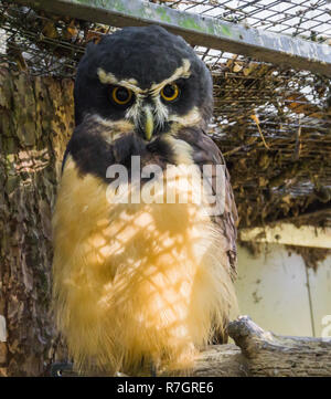 black spectacled owl (Pulsatrix perspicillata) in closeup, tropical and nocturnal bird of prey from America Stock Photo