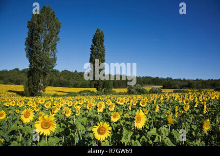 Cultivated sunflowers (Helianthus annuus) arable crop, Riaz, Provence, France Stock Photo