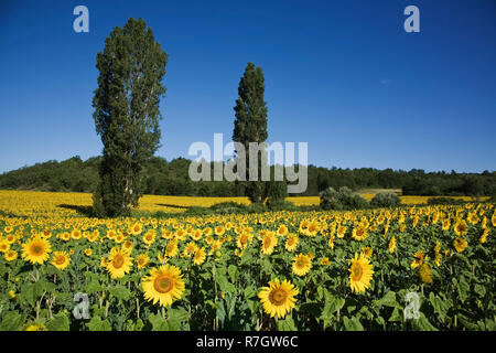 Cultivated sunflowers (Helianthus annuus) arable crop, Riaz, Provence, France Stock Photo