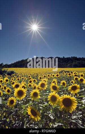 Field of sunflowers backlit in sunshine, Puimoisson, Plateau de Valensole, Provence, France Stock Photo