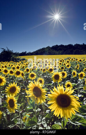 Field of sunflowers backlit in sunshine, Puimoisson, Plateau de Valensole, Provence, France Stock Photo