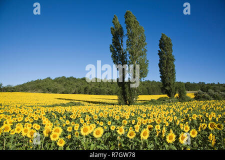 Cultivated sunflowers (Helianthus annuus) arable crop, Riaz, Provence, France Stock Photo