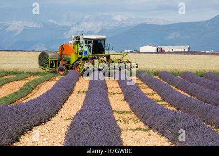 Lavender Harvest, Plateau de Valensole, Provence, France Stock Photo