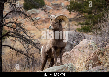 An adult bighorn sheep strikes a pose in the rocky foothills of Colorado’s front range. Stock Photo