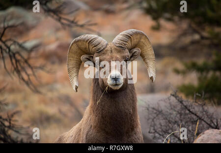 Close up of a bighorn sheep ram chewing on a piece of grass. Stock Photo
