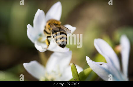 Bee collects and carries nectar from snowdrop, macro picture Stock Photo