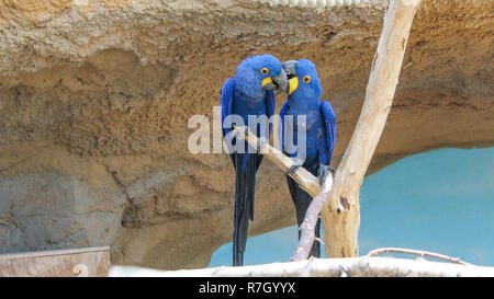 Two hyacinth macaws sitting on branch Stock Photo