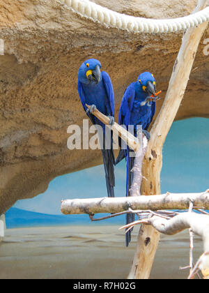 Two hyacinth macaws sitting on branch Stock Photo