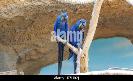 Two hyacinth macaws sitting on branch Stock Photo