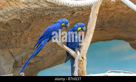 Two hyacinth macaws sitting on branch Stock Photo