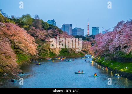 cherry blossom at chidori ga fuchi, tokyo, japan Stock Photo