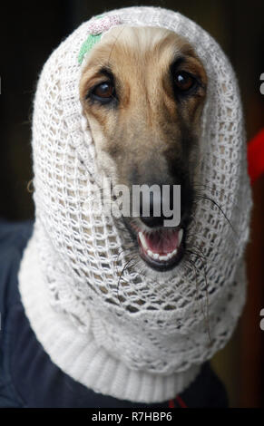 Kyiv, Kyiv, Ukraine. 9th Dec, 2018. Dog of the Afghan Hound breed is seen during the dog show.Crystal Cup of Ukraine 2018 Dog show. Credit: Vadim Kot/SOPA Images/ZUMA Wire/Alamy Live News Stock Photo