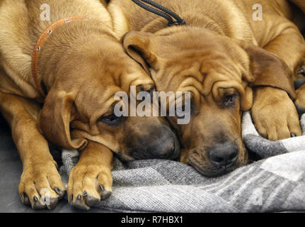 Kyiv, Kyiv, Ukraine. 9th Dec, 2018. Dogs of the Tosa Inu (Japanese Fighting Mastiff) breed are seen during the dog show.Crystal Cup of Ukraine 2018 Dog show. Credit: Vadim Kot/SOPA Images/ZUMA Wire/Alamy Live News Stock Photo