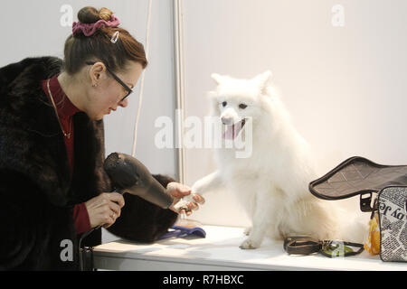 Kyiv, Kyiv, Ukraine. 9th Dec, 2018. Woman is seen caring for her dog's claws of the Japanese Spitz breed during the dog show.Crystal Cup of Ukraine 2018 Dog show. Credit: Vadim Kot/SOPA Images/ZUMA Wire/Alamy Live News Stock Photo