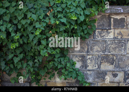 Wall bricks texture with green plants. Stock Photo