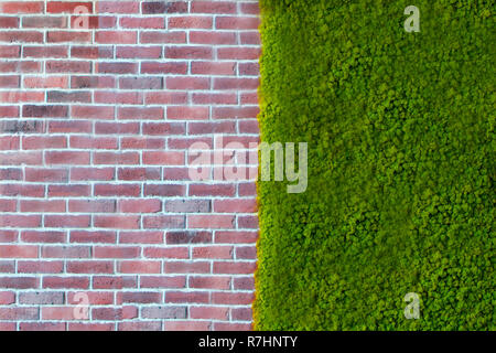 Wall bricks texture with green plants. Stock Photo