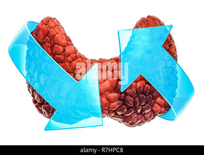 Human thyroid with arrows. Treatment and recovery concept. 3D rendering isolated on white background Stock Photo