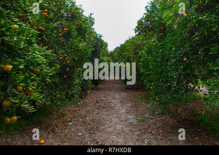 City Paphos, Cyprus. Mandarins tree with orange citrus fruits. Travel photo 2018, december. Stock Photo