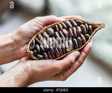 Cocoa pod in the hands close-up. Stock Photo