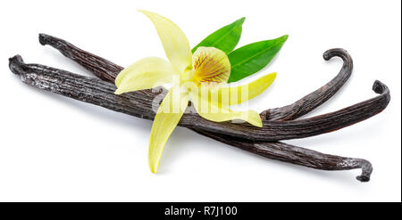 Dried vanilla stick and orchid vanilla flower isolated on white background. Stock Photo