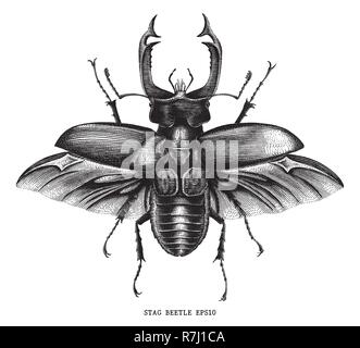 Antique of insect stag beetle bug illustration engraving vintage style isolated on white background Stock Vector