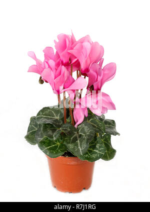 Cyclamen persicum, the Persian cyclamen, is a species of flowering herbaceous perennial plant Stock Photo