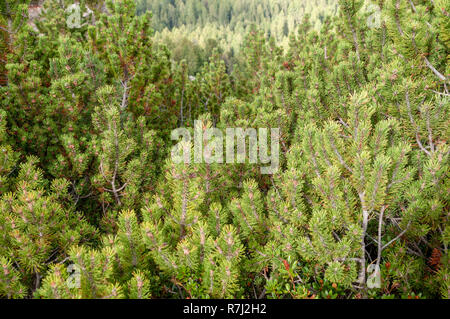 Swiss mountain pine (Pinus mugo) known as creeping pine, dwarf mountainpine, mugo pine, mountain pine or scrub mountain pine is a species of conifer,  Stock Photo