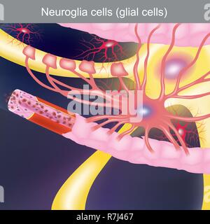 The duty is to treat the central nervous system, bringing food and oxygen to the nerve cells. Stock Vector