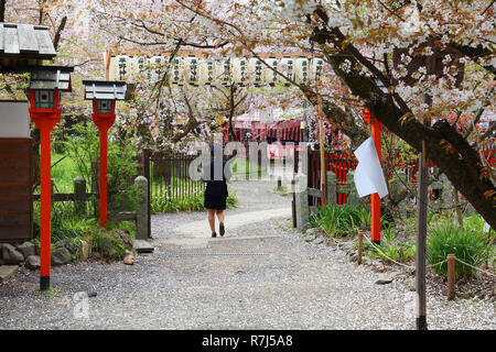 KYOTO, JAPAN - APRIL 17: Visitor enjoys cherry blossom (sakura) on April 17, 2012 in Hirano Shrine garden, Kyoto, Japan. The Shrine existing since 794 Stock Photo